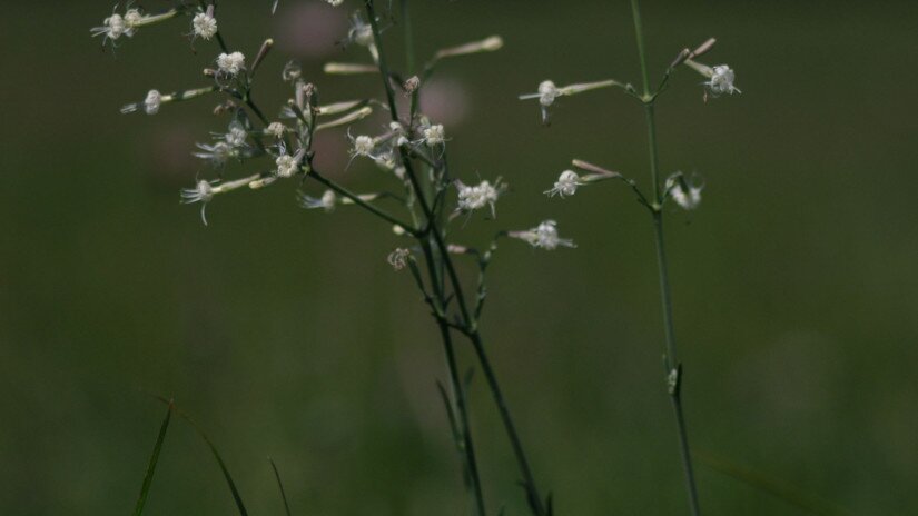 Sokvirágú habszegfű (Silene multiflora)