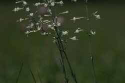 Sokvirágú habszegfű (Silene multiflora)