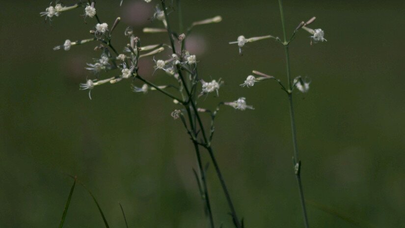 Sokvirágú habszegfű (Silene multiflora)