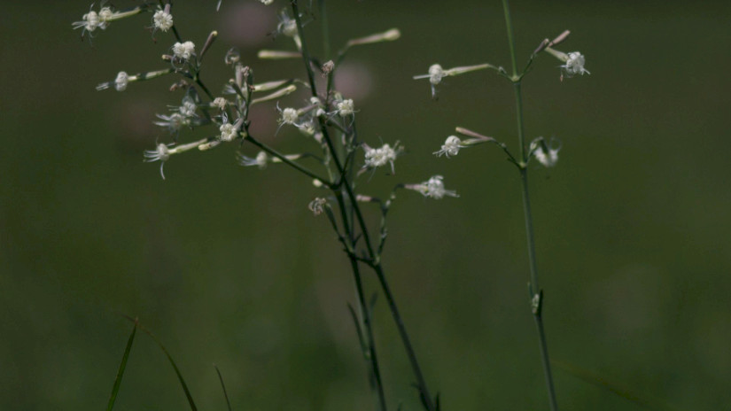 Sokvirágú habszegfű (Silene multiflora)