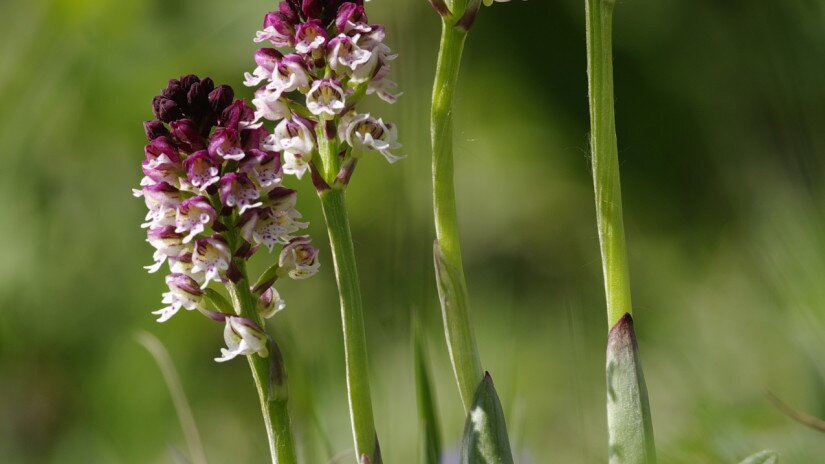 Sömörös kosbor (Neotinea ustulata)