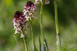 Sömörös kosbor (Neotinea ustulata)