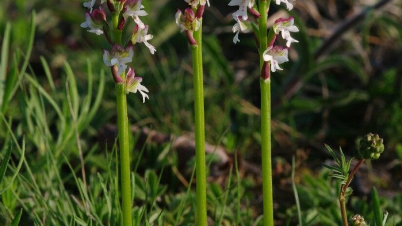 Sömörös kosbor (Neotinea ustulata)