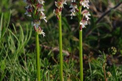 Sömörös kosbor (Neotinea ustulata)