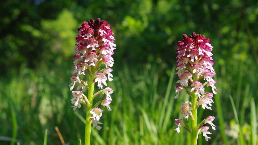 Sömörös kosbor (Neotinea ustulata)