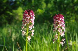 Sömörös kosbor (Neotinea ustulata)