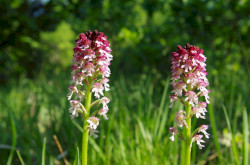 Sömörös kosbor (Neotinea ustulata)
