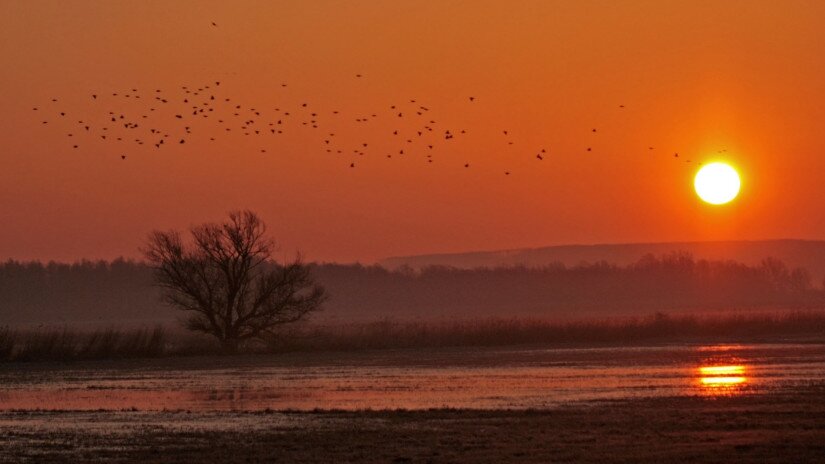 Sonnenaufgang im Hain