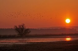 Sonnenaufgang im Hain