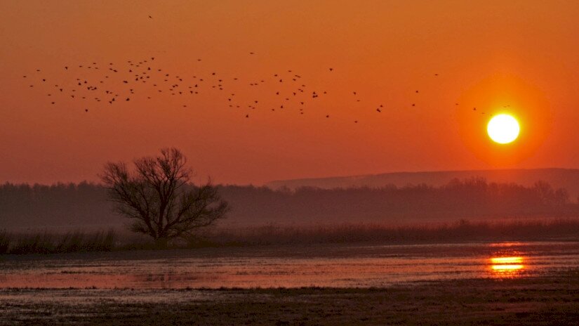 Sonnenaufgang im Hain