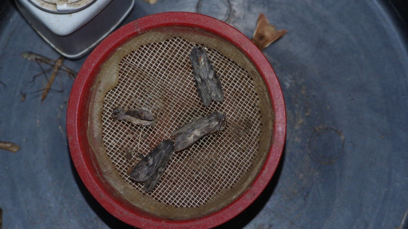 slidebg4 sötét őszibagoly (Scotochrosta pulla)