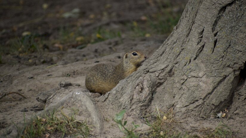 Spermophilus