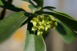 Spurge-laurel - Daphne laureola when it's blooming