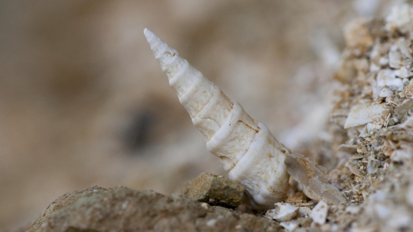 Stillgelegte Sandgrube, Várpalota