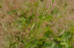 Sugaras zsoltina (Serratula radiata)