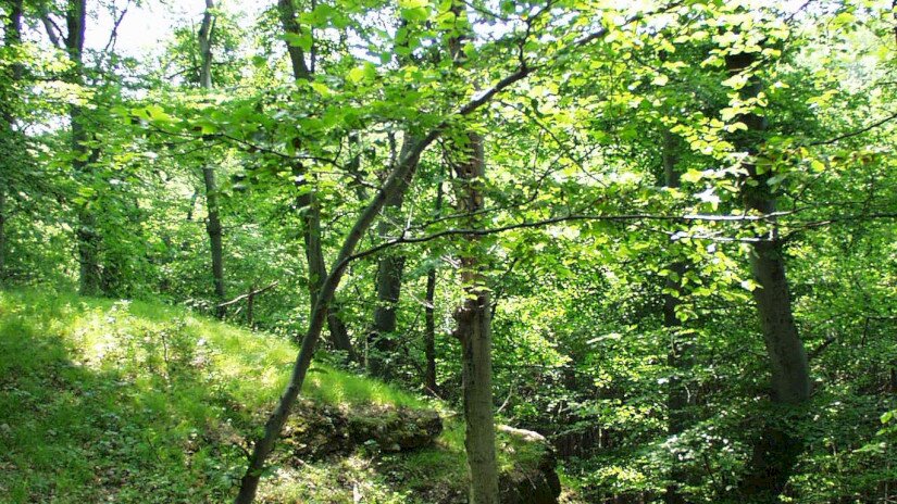 Sümegi Fehér-kövek