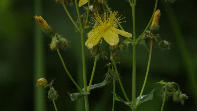 Szakállas orbáncfű (Hypericum barbatum)