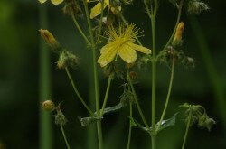 Szakállas orbáncfű (Hypericum barbatum)