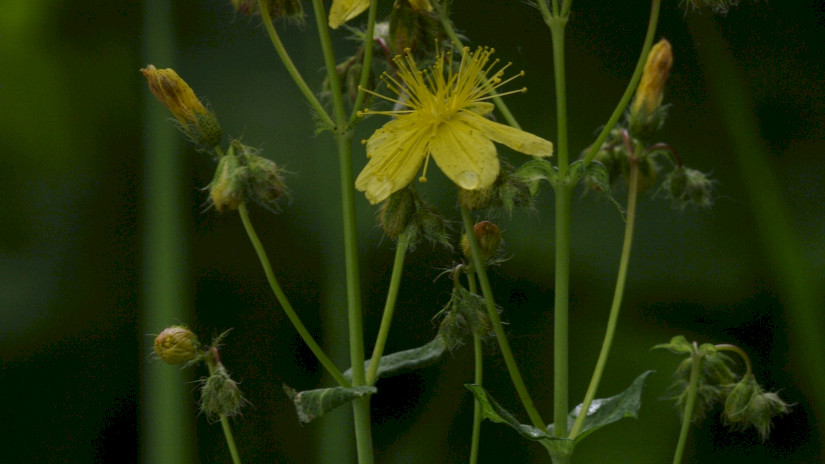 Szakállas orbáncfű (Hypericum barbatum)
