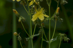 Szakállas orbáncfű (Hypericum barbatum)