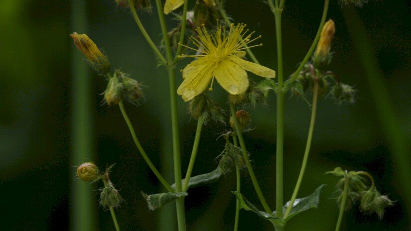 Szakállas orbáncfű (Hypericum barbatum)