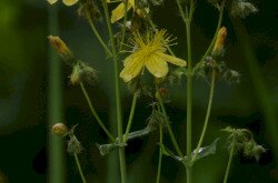 Szakállas orbáncfű (Hypericum barbatum)