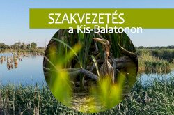 Szakvezetés a Kis-Balatonon