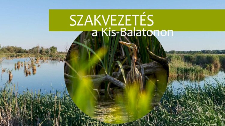 Szakvezetés a Kis-Balatonon