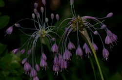 Szarvashagyma (Allium carinatum)