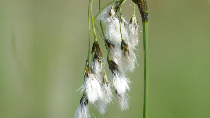 Széleslevelű gyapjúsás