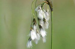 Széleslevelű gyapjúsás