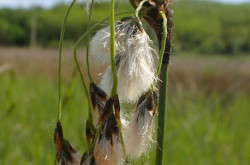 Széleslevelű gyapjúsás Pusztaszentlászlón