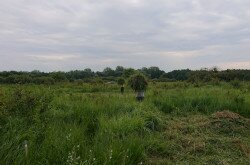 Szénahordás a Batyki-lápréten