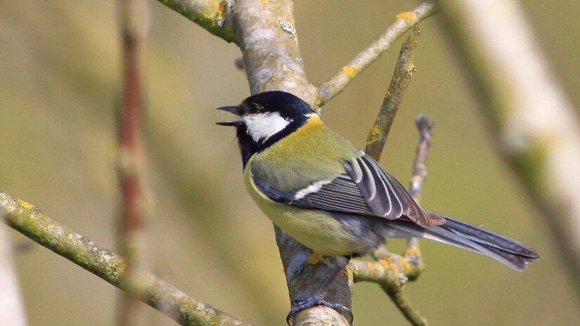 Széncinege (Parus major)