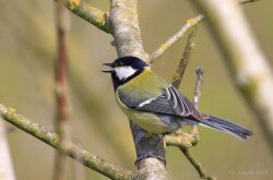 Széncinege (Parus major)