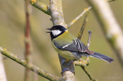 Széncinege (Parus major)