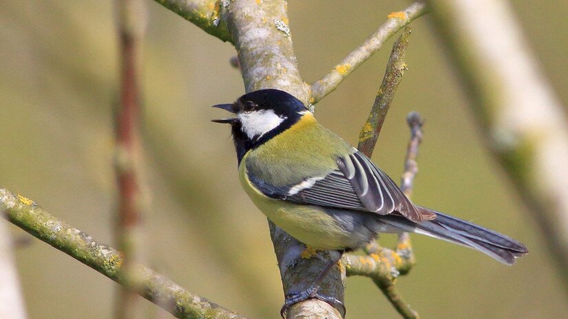 Széncinege (Parus major)