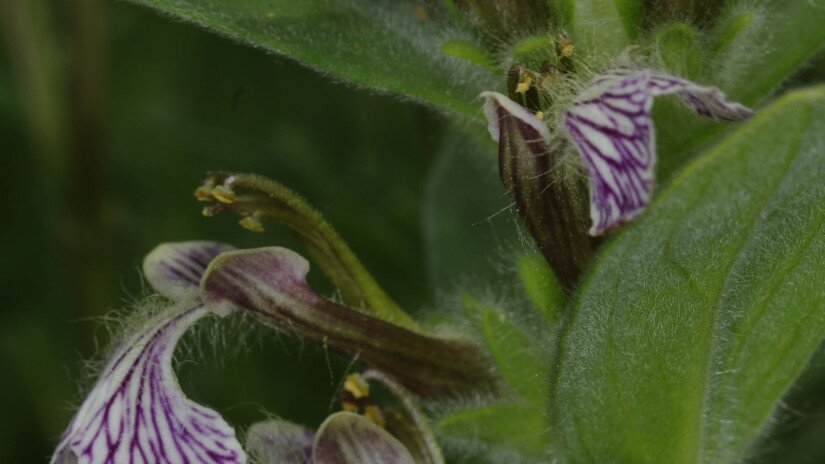 Szennyes ínfű (Ajuga laxmannii)