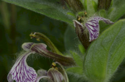 Szennyes ínfű (Ajuga laxmannii)