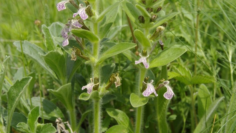 Szennyes ínfű (Ajuga laxmannii)