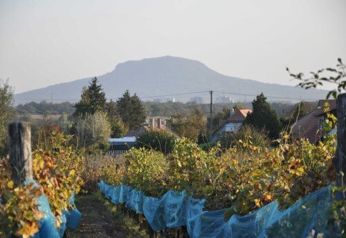 Duplavulkános geotúra - Hegyesd és Haláp szüreti hangulatban 2023-10-01