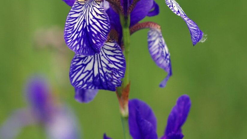 Szibériai nőszirom (Iris sibirica)