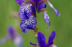 Szibériai nőszirom (Iris sibirica)