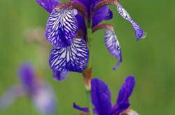 Szibériai nőszirom (Iris sibirica)