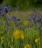 LIFE IP GRASSLAND-HU (LIFE17 IPE/HU/000018)