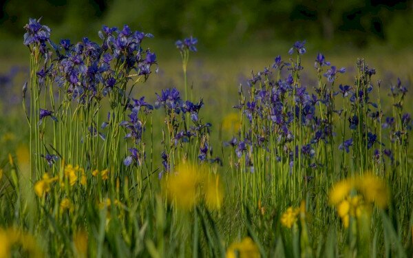 LIFE IP GRASSLAND-HU (LIFE17 IPE/HU/000018)