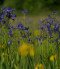 LIFE IP GRASSLAND-HU (LIFE17 IPE/HU/000018)