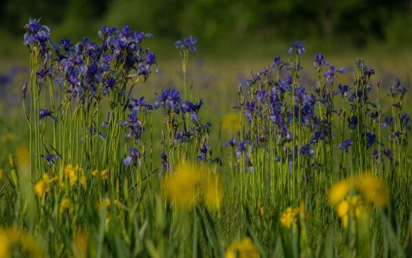 LIFE IP GRASSLAND-HU (LIFE17 IPE/HU/000018)
