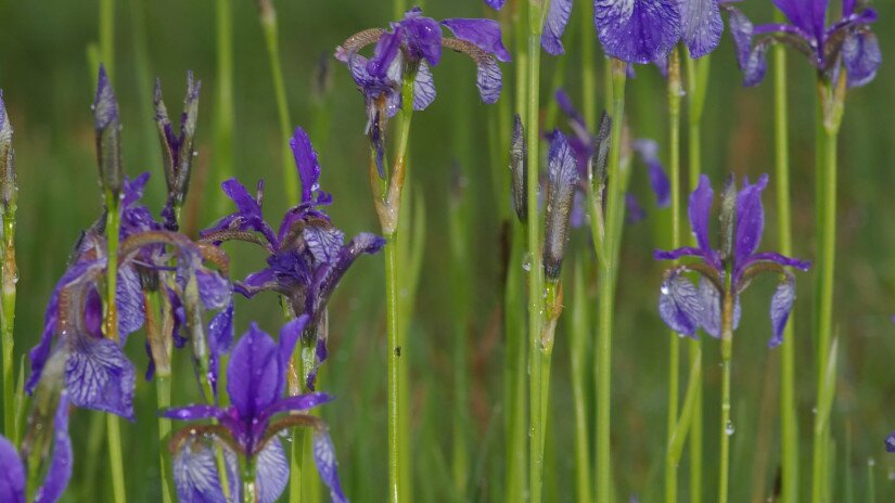 Szibériai nőszirom (Iris sibirica)