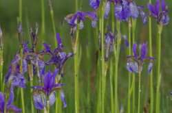 Szibériai nőszirom (Iris sibirica)